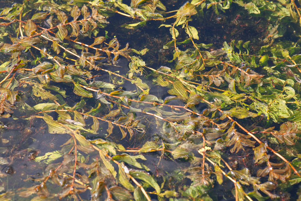 sea plants