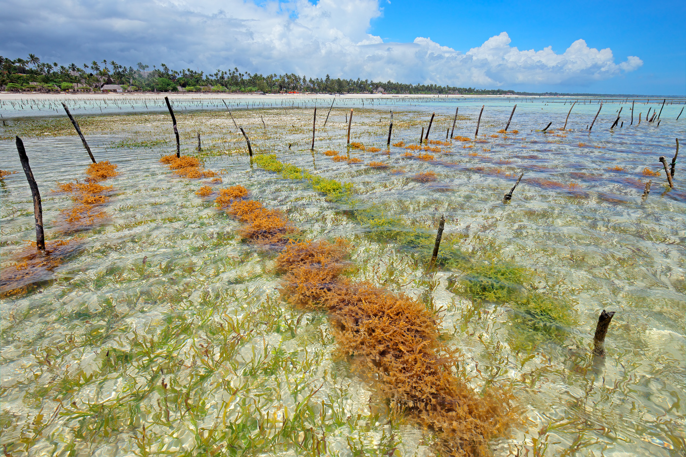 Seaweed farming